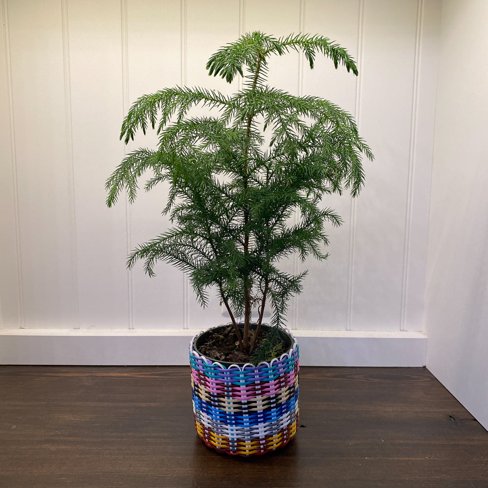 round 'catch all' / plant pots ~ multicolor stripes